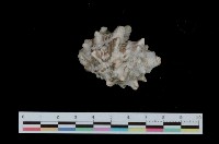 藏品(冠岩螺)的圖片